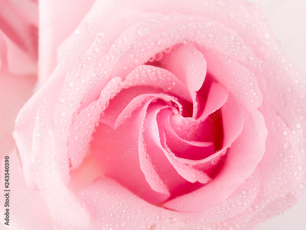 tender pink rose closeup tender pink rose closeup