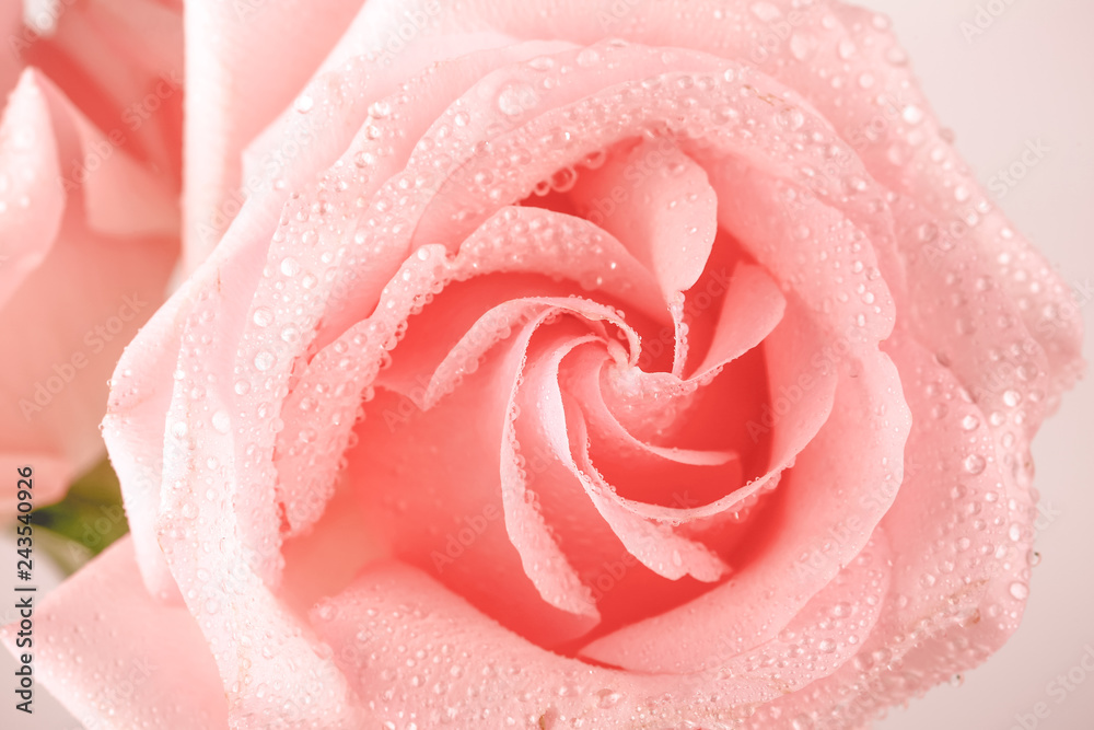 tender pink rose closeup tender pink rose closeup