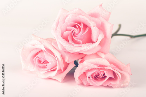 bouquet of pink roses isolated on light background