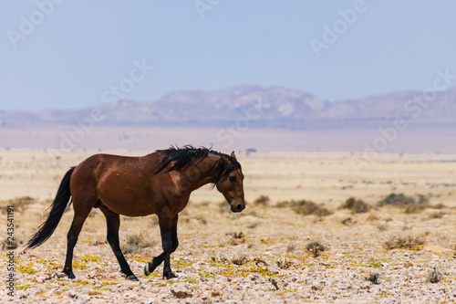 Wildpferd in Namibia © Martina Clerc