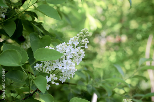 blooming white lilac