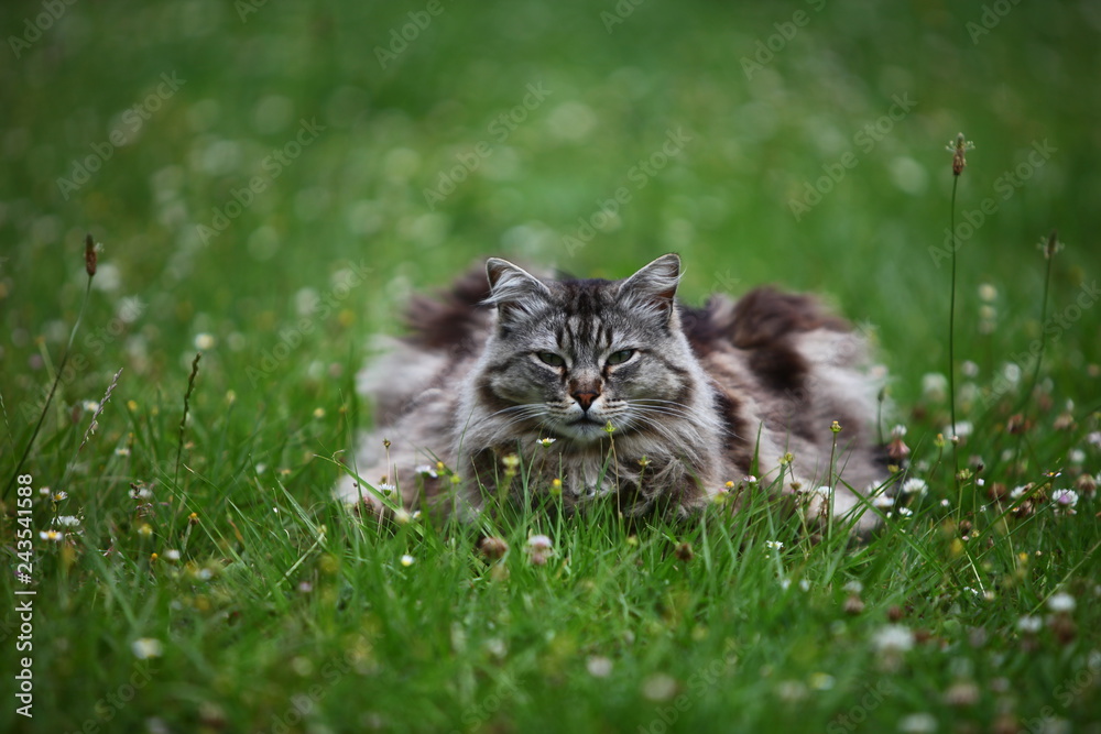 Chat maine coon dans l'herbe