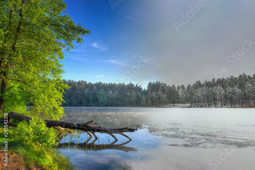 Winter spring combined photo of fallen tree. Masuria. Poland.