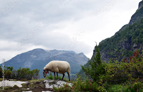 sheep grazing, Geiranger, Norway
