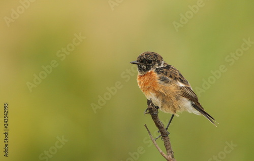 African Stonechat juvenile sitting on a twig, plain blurred background behind it.