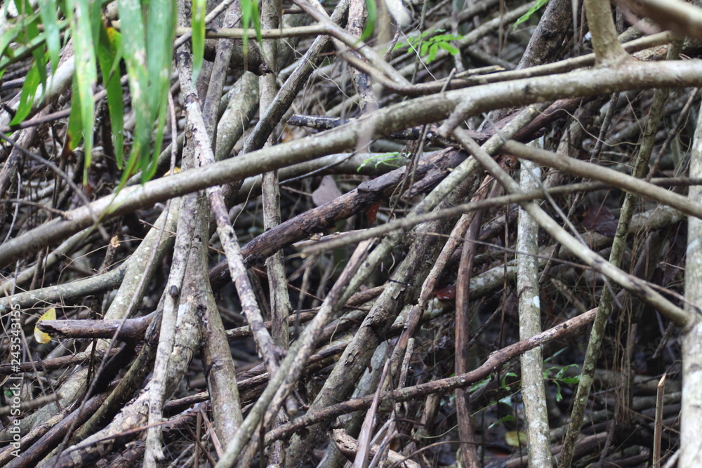 Mangrove texture 01 Mangrove texture 01