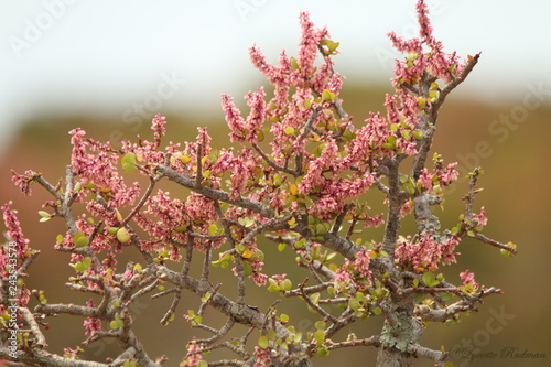 Beautiful pink Portulacaria afra or Spekboom flowers.