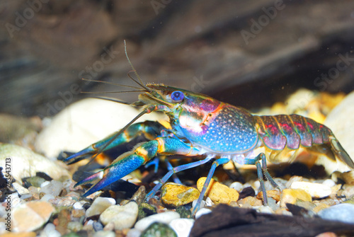 Colorful Australian blue crayfish - cherax quadricarinatus in aquarium photo