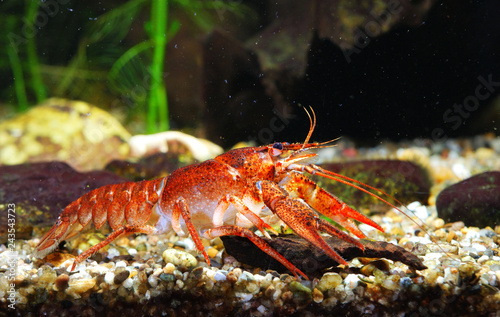 European Narrow-clawed crayfish Astacus leptodactylus in natural habitat photo