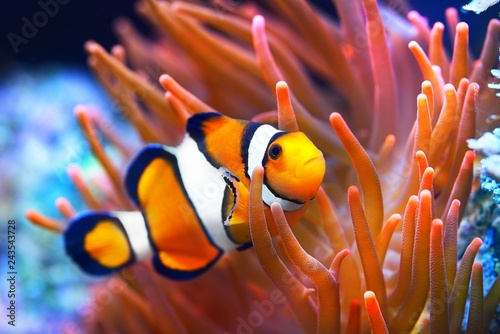 Amphiprion ocellaris clownfish in the anemon. Natural marine enriromnent photo