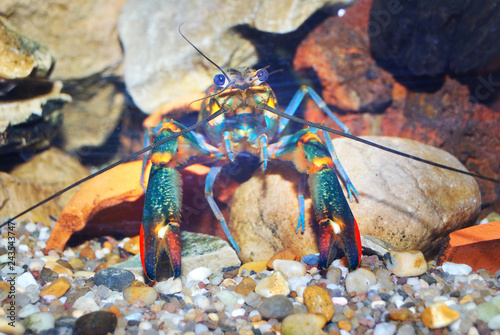 Colorful Australian blue crayfish - cherax quadricarinatus in aquarium photo