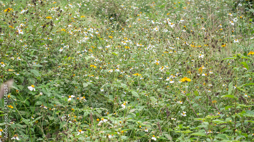 Texture garden