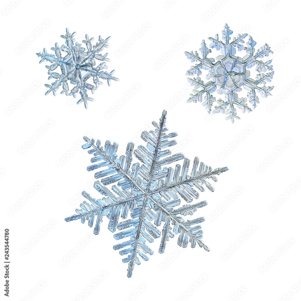 Three snowflakes isolated on white background. Macro photo of real snow crystals: elegant stellar dendrites with ornate shapes, hexagonal symmetry, thin, long arms and complex inner details. Three snowflakes isolated on white background. Macro photo of real snow crystals: elegant stellar dendrites with ornate shapes, hexagonal symmetry, thin, long arms and complex inner details.