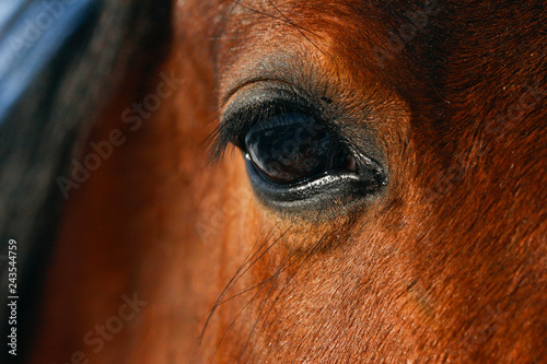 Horse eye closeup in winter