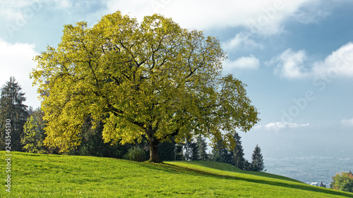 der Baum © MartinFreinschlag