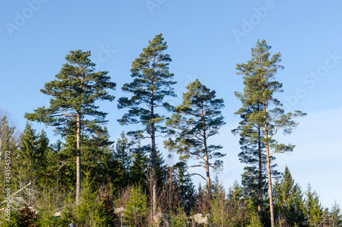 Beautiful growing pine trees