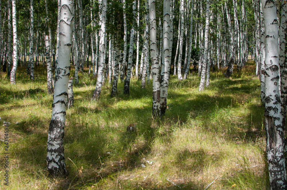 Obraz premium walking in the summer birch forest is very useful for health living in the metropolis