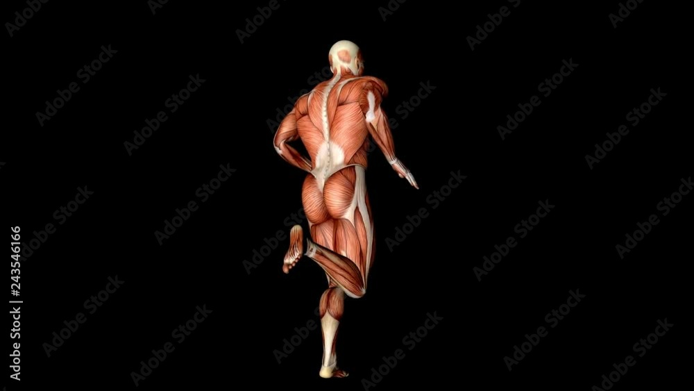 Visible Muscles And Tendons Medical Anatomy Animation Visible Muscles And Tendons Medical Anatomy Animation