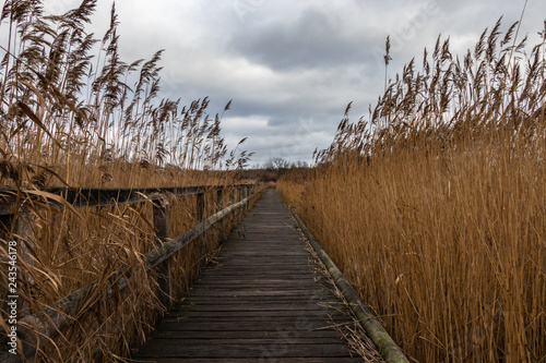 Holzsteg durch eine Schilflandschaft