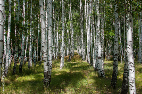 Fototapeta Naklejka Na Ścianę i Meble -  walking in the summer birch forest is very useful for health living in the metropolis