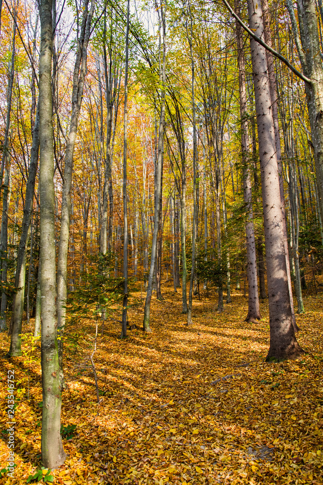 Fototapeta premium Autumn forest scene