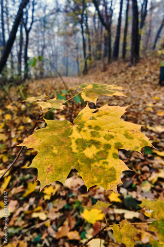 Close-up of maple leaf on autumn forest in Poland.