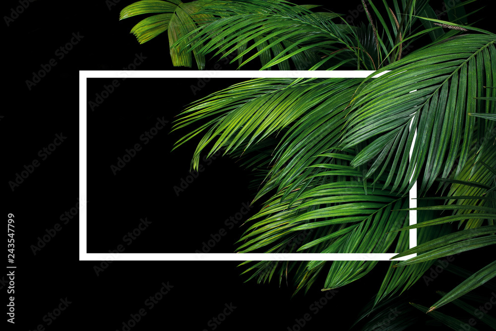 Fototapeta premium Tropikalne palmy pozostawia lasów tropikalnych roślin krzew natura tło z białej ramki ułożone na czarnym tle.
