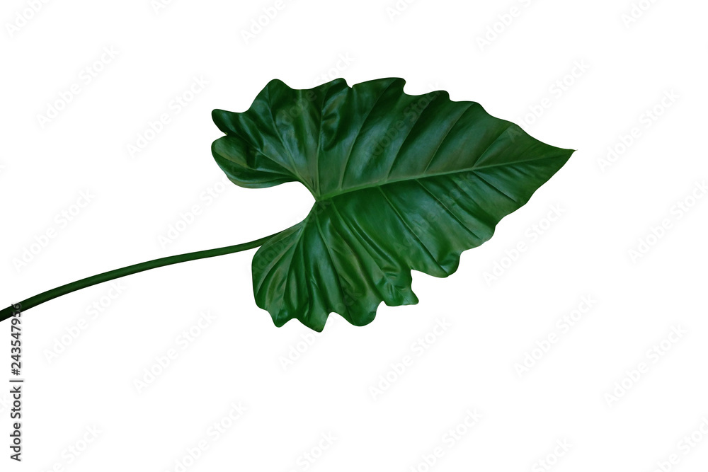 Dark green leaf of Philodendron species (Philodendron speciosum) the tropical foliage climbing plant isolated on white background, clipping path included. - obrazy, fototapety, plakaty 