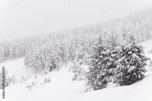 Snow mountain landscape with fir trees.