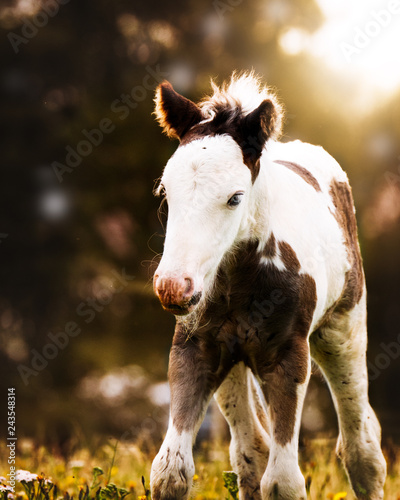 Tinker foal in summer sunset