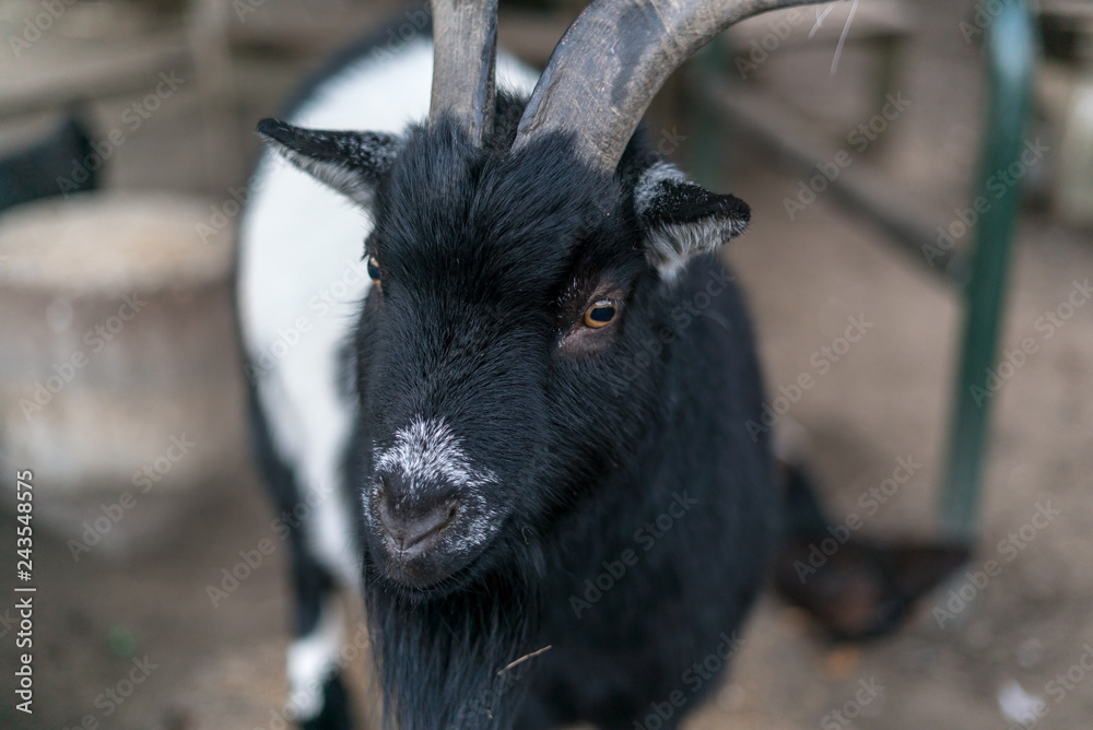 portrait of a goat portrait of a goat