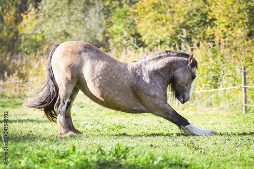 Quadro su tela Tinker horse bows in a meadow