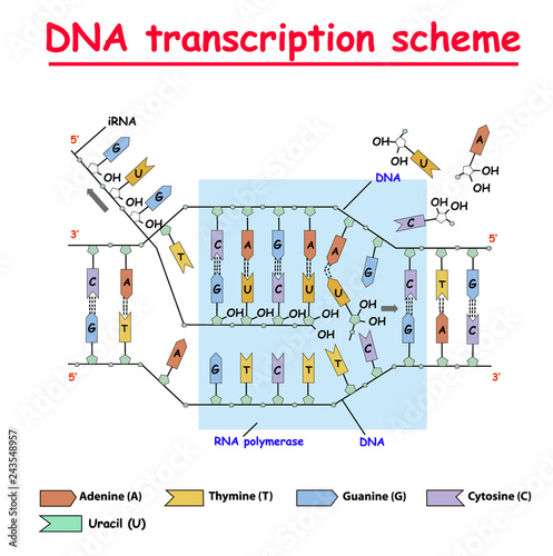 DNA transcription. DNA and RNA structure double helix colore on white background. Nucleotide, Phosphate, Sugar, and bases. education vector info graphic. Adenine, Thymine, Guanine, Cytosine.