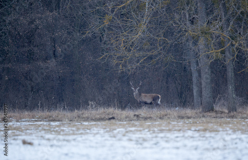 Red deer in forest on snow