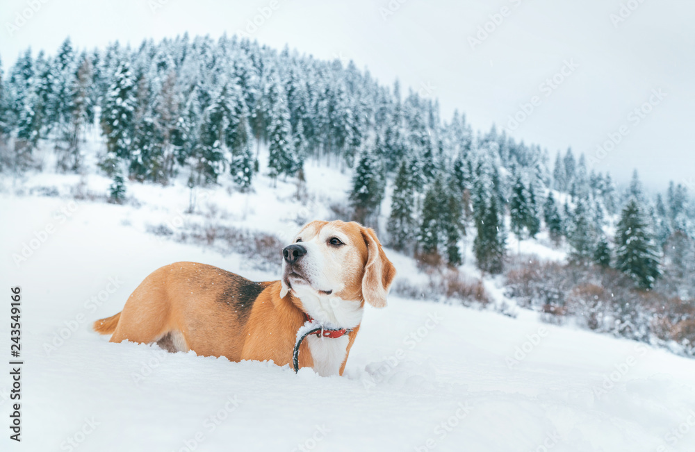 Beagle dog in deep snow portrait on the snow field at mountain with spruce forest background.