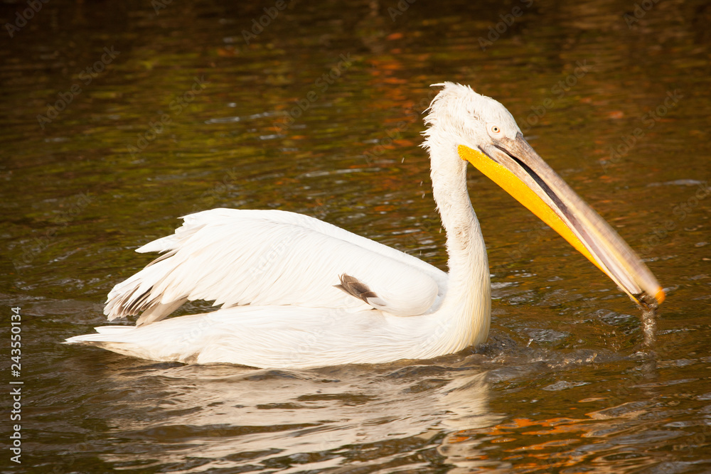 Great white pelican or eastern white pelican, rosy pelican, Pelecanus onocrotalus, catching fish in a lake. Great white pelican or eastern white pelican, rosy pelican, Pelecanus onocrotalus, catching fish in a lake.