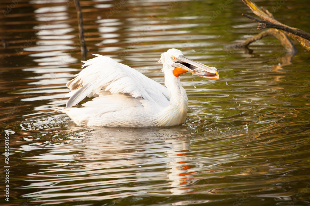 Great white pelican or eastern white pelican, rosy pelican, Pelecanus onocrotalus, catching fish in a lake. Great white pelican or eastern white pelican, rosy pelican, Pelecanus onocrotalus, catching fish in a lake.