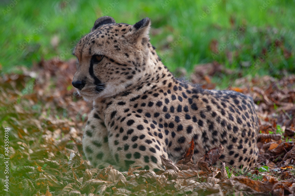 A horizontal, colour photograph of a stunning male leopard, Panthera pardus, laying in the sun in golden light A horizontal, colour photograph of a stunning male leopard, Panthera pardus, laying in the sun in golden light
