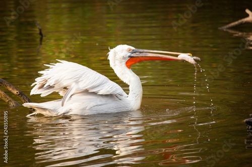Great white pelican or eastern white pelican, rosy pelican, Pelecanus onocrotalus, catching fish in a lake.
