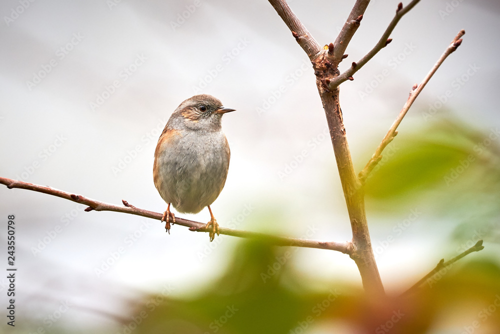 Dunnock (Prunella modularis) Sitting On Branch Dunnock (Prunella modularis) Sitting On Branch