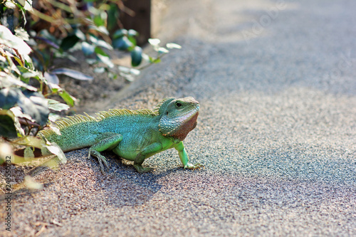 Cuadro en lienzo Green lizard walking