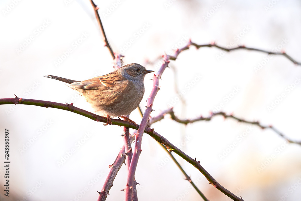 Obraz premium Dunnock (Prunella modularis) Sitting On Branch