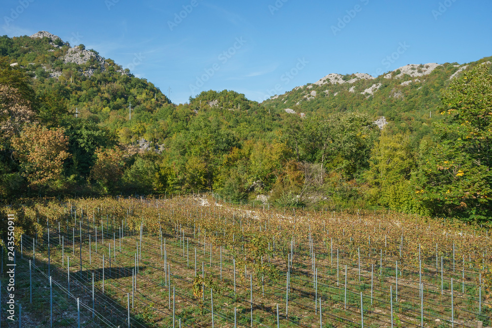 Endless green fields planted with vineyards, from which local winemakers produce high quality wine Endless green fields planted with vineyards, from which local winemakers produce high quality wine