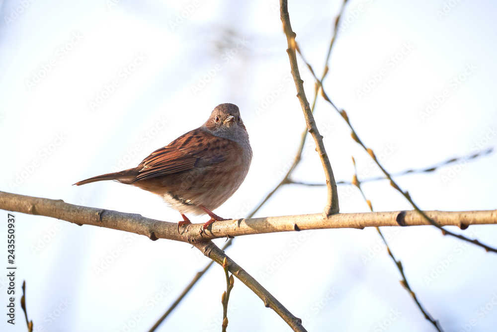 Fototapeta premium Dunnock (Prunella modularis) Sitting On Branch