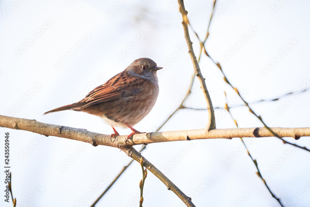 Dunnock (Prunella modularis) Sitting On Branch