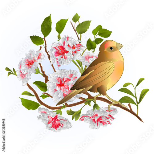Small songbirdon  thrush and branch white hibiscus  spring background vintage vector illustration editable hand draw