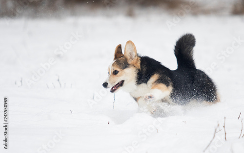 welsh corgi pembroke puppy in the snow © Happy monkey