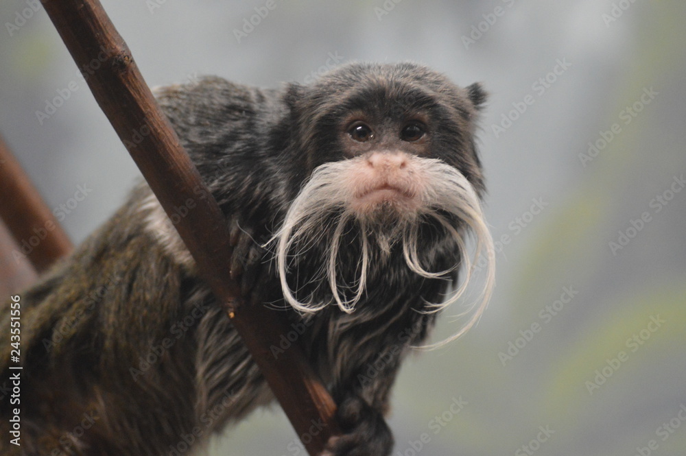 Obraz premium Emperor Tamarin on a branch 