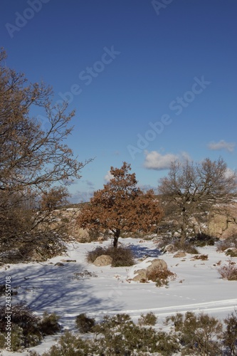 neve 