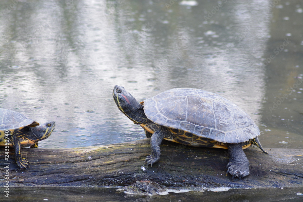 Fototapeta premium Animales en la naturaleza,mamiferos,aves y otros